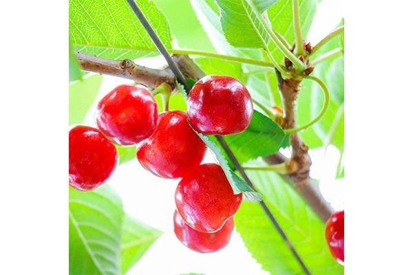 【2025年発送】【数量限定】【期間限定】山梨県産 紅秀峰 さくらんぼ 【選べる容量】 500g / 1kg バラ詰め 　フルーツ 山梨県産 数量限定 期間限定 さくらんぼ 果物 産地直送 山梨 富士吉田 フルーツ 富士吉田市