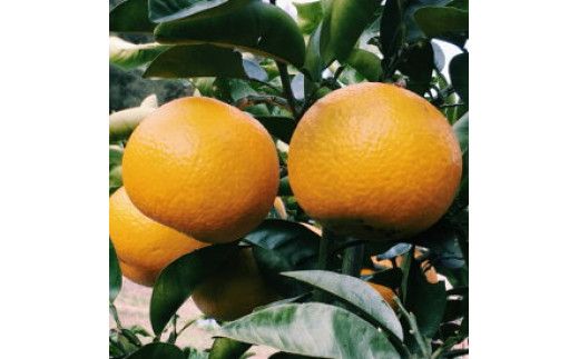 ZD6307n_【2027年先行予約】【手選果】有田産の 八朔 10kg 大玉 (Lまたは2Lサイズいずれかお届け)
