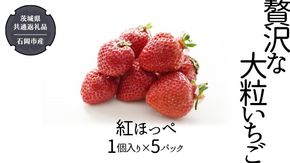 贅沢な大粒いちご （ 紅ほっぺ ） 1個入り× 5パック 【12月から発送開始】 （県内共通返礼品：石岡市産） フルーツ 果物 デザート いちご イチゴ 苺 季節 [BI355-NT]