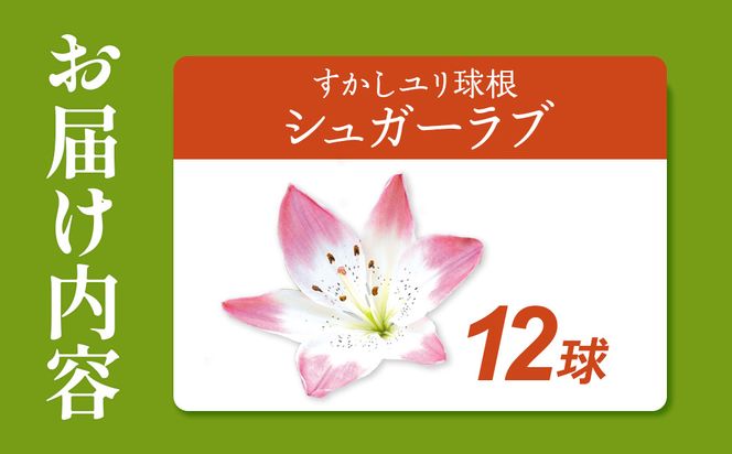 【期間限定】ユリ球根  すかしユリ シュガーラブ 12球 花 フラワー 園芸 ガーデニング 植物 高品質 送料無料