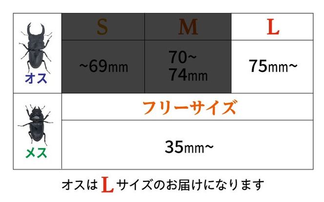 オオクワガタ ペア (Lサイズ)　糸島市 / 糸島クワガタの森 昆虫 ペット [AUN004] クワガタ オオクワガタ  クワガタムシ 昆虫 ペット 虫 生体 国産 ペア 成虫