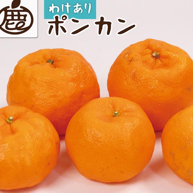 ＜1月より発送＞家庭用 ポンカン5kg+250g（傷み補償分）