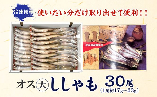 北海道産ししゃもオス大30尾 北海道 稀少 魚 シシャモ オス おつまみ 魚貝類 干物 本物 人気 希少 塩 味付け 脂のり 旨み 美味しい 大きい