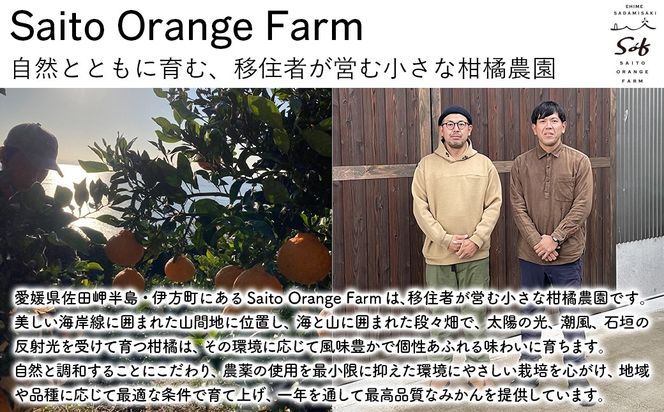 【先行予約】Saito Orange Farm ご家庭用 新甘夏10kg （2027年3月下旬頃より順次発送予定）IKTAQ030