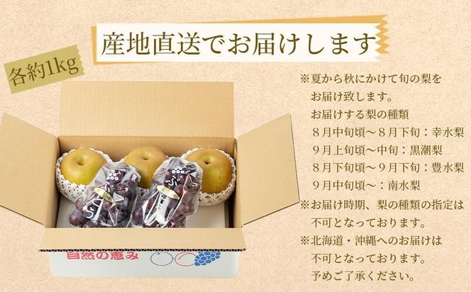農家直送 和歌山有田の朝採り 巨峰 と 梨 大満足セット［2026年・先行予約］AO023  