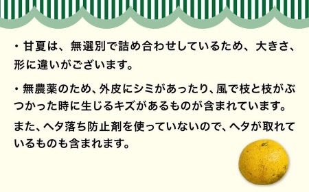 【全2回定期便】【 有機栽培 】 甘夏 10kg 栽培期間中 農薬 不使用 糸島市 / わかまつ農園 / 果物 フルーツ [AHB051]