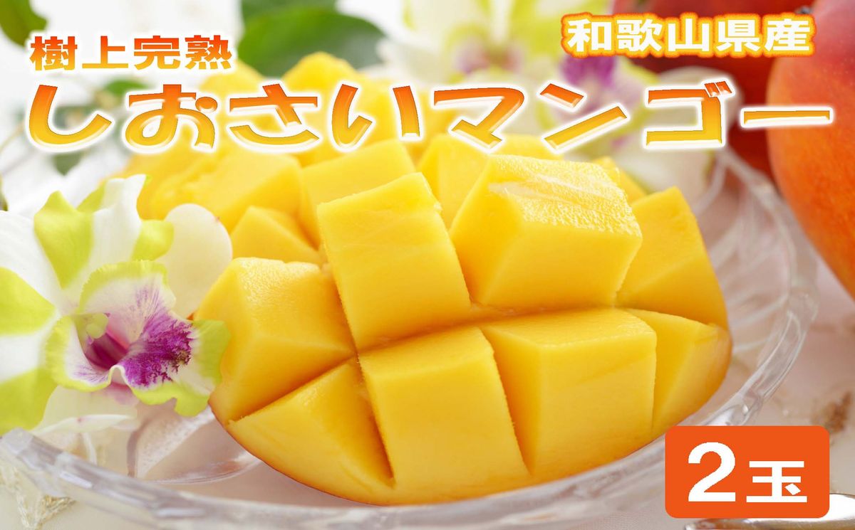 和歌山県産 樹上完熟しおさいマンゴー 2玉入り★2027年7月下旬頃より順次発送 [TM218] 303446_XH92270