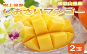 和歌山県産 樹上完熟しおさいマンゴー 2玉入り★2025年７月末頃より順次発送　［TM218］ 303446_XH92270