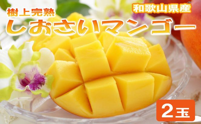 和歌山県産 樹上完熟しおさいマンゴー 2玉入り★2026年8月初旬頃より順次発送　［TM218］ 303446_XH92270