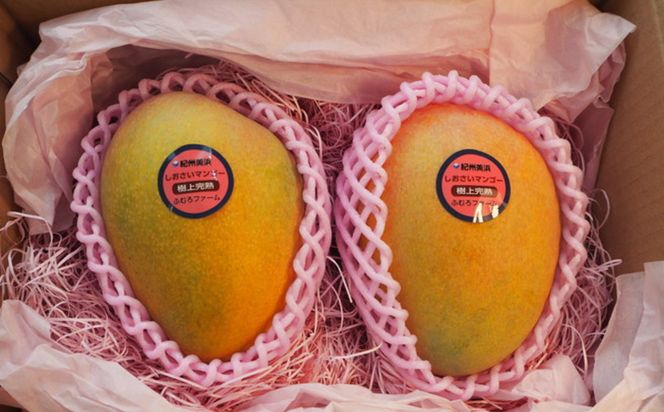 和歌山県産 樹上完熟しおさいマンゴー 2玉入り★2026年8月初旬頃より順次発送　［TM218］ 303446_XH92270