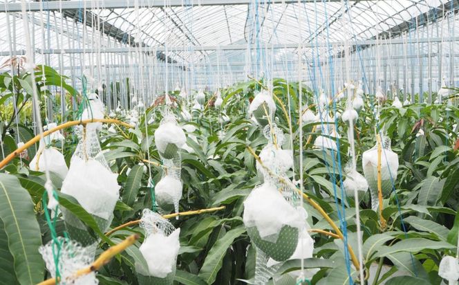 和歌山県産 樹上完熟しおさいマンゴー 2玉入り★2026年8月初旬頃より順次発送　［TM218］ 303446_XH92270