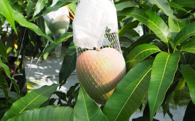 和歌山県産 樹上完熟しおさいマンゴー 2玉入り★2026年8月初旬頃より順次発送　［TM218］ 303446_XH92270