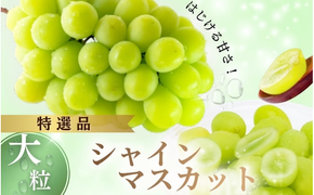【2026年先行予約】NF-15.NISSHOKU FARM 特選大粒シャインマスカット岡山【nisfarm015-02】