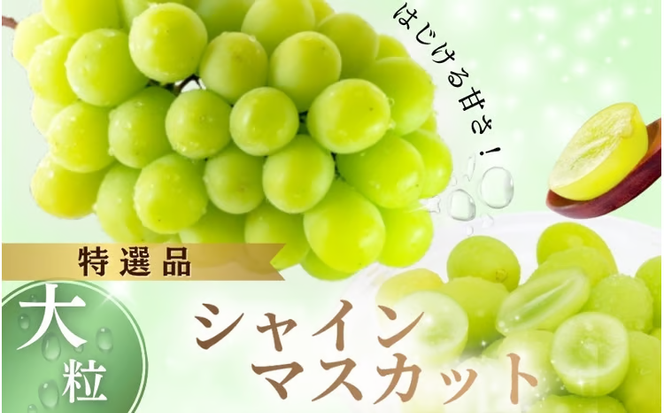 【2026年先行予約】NF-15.NISSHOKU FARM 特選大粒シャインマスカット岡山【nisfarm015-02】