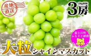 【2025年発送分 先行予約】＼＼農家直送！／／小林農園のシャインマスカット３房（2kg前後）　シャイン マスカット シャインマスカット ぶどう 葡萄 ブドウ 果物 くだもの フルーツ ２kg 大粒 産地直送 先行予約 先行受付 山梨 やまなし
