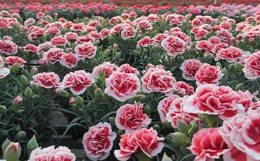 カーネーション10号キサラギ鉢（30cm） F4N-1397