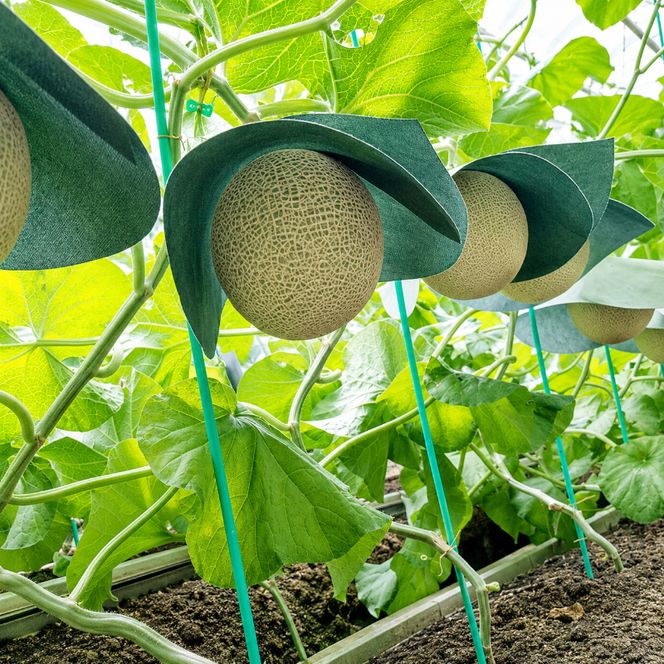 訳あり 定期便 3ヶ月 メロン 静岡 クラウンメロン 3玉 マスクメロン 果物 フルーツ 傷 わけあり 訳アリ 高級 デザート おやつ 定期 お楽しみ 3回