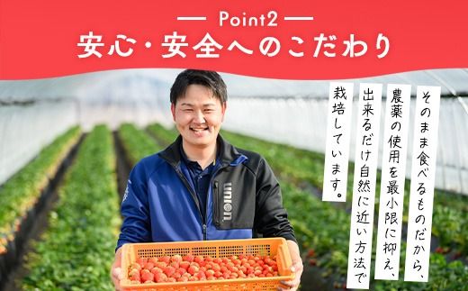 いちご（とちあいか） 290g×4パック 1.16kg以上｜先行予約 数量限定 栃木県 果物 くだもの フルーツ 苺 イチゴ ※2024年11月下旬頃～2025年3月下旬頃に順次発送予定