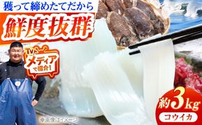 築上町で捕れた コウイカ 約3kg (7〜15杯)《築上町》【明青丸】 いか イカ 海鮮 おつまみ 新鮮 海鮮丼 刺し身[ABCB008]