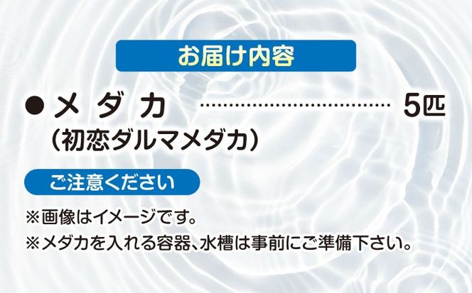 改良メダカ5匹 初恋ダルマメダカ メダカ 観賞魚 ダルマ  愛西市 / 株式会社プロスパージャパン[AEAK006]