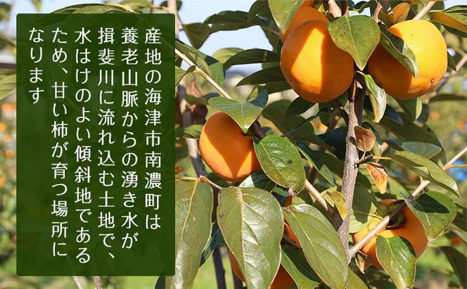 柿 果物 フルーツ 岐阜 幻の柿 陽豊柿 12玉 【海津市】 果物類 かき 