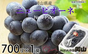 ぶどう 2026年 先行予約 ニュー ピオーネ 約700g×1房 6月下旬～7月下旬発送 ブドウ 葡萄 岡山県産 国産 フルーツ 果物 ギフト 果物類 種なし デザート 食後 おやつ 産地直送