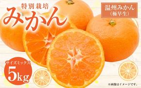 【先行受付】 特別栽培みかん（極早生） 5kg サイズミックス 極早生みかん 温州みかん みかん ミカン 蜜柑 フルーツ 柑橘 果物 果実 熊本県 上天草市【2026年9月下旬から10月下旬発送開始】