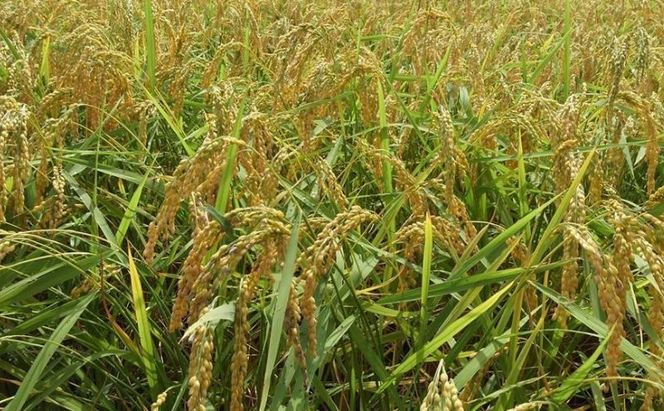 「魚沼産こがねもち」 もち米 精米4.5kg×2袋 お米 新潟 