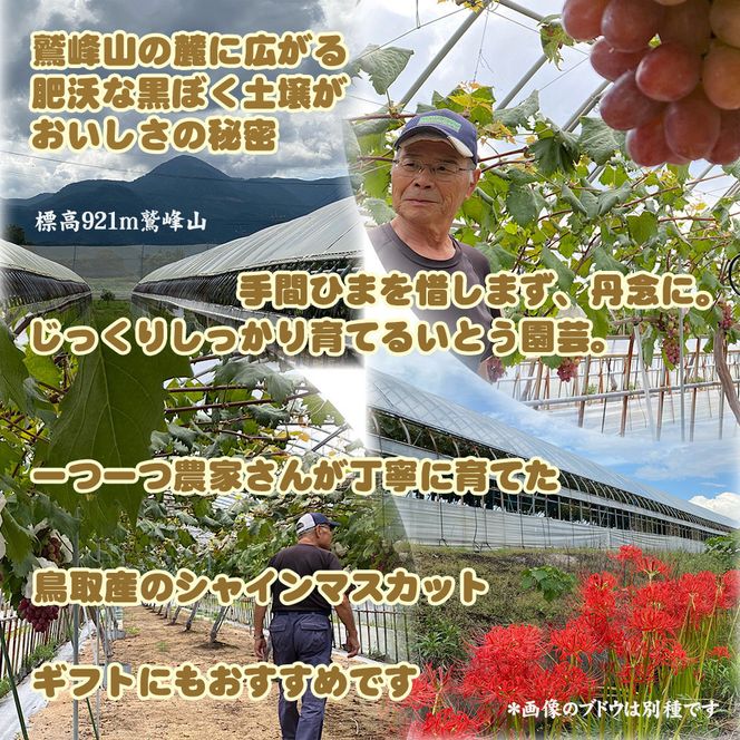 農家直送 鳥取いとう園芸産 種なしシャインマスカット 3房で約2kg 312011_GH002