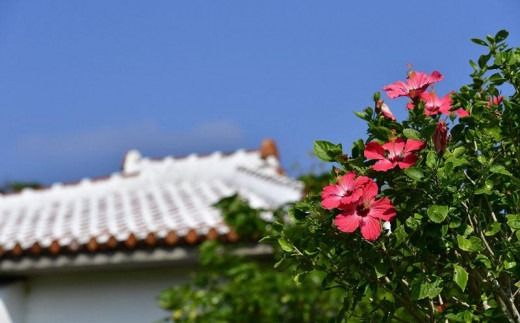 チケット 土・日・祝日 ゴルフプレー券 4名 (恩納村・1ラウンド )【美らオーチャードゴルフ倶楽部】