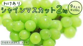 【 訳あり 】 シャインマスカット 2kg 【2026年9月上旬発送開始】(茨城県共通返礼品：大子町) ぶどう 葡萄 マスカット フルーツ 果物 ワケあり ご自宅用 ご家庭用 自分用