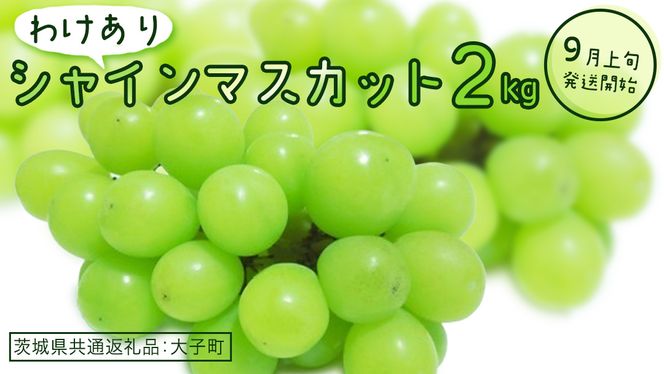 【 訳あり 】 シャインマスカット 2kg 【2026年9月上旬発送開始】(茨城県共通返礼品：大子町) ぶどう 葡萄 マスカット フルーツ 果物 ワケあり ご自宅用 ご家庭用 自分用