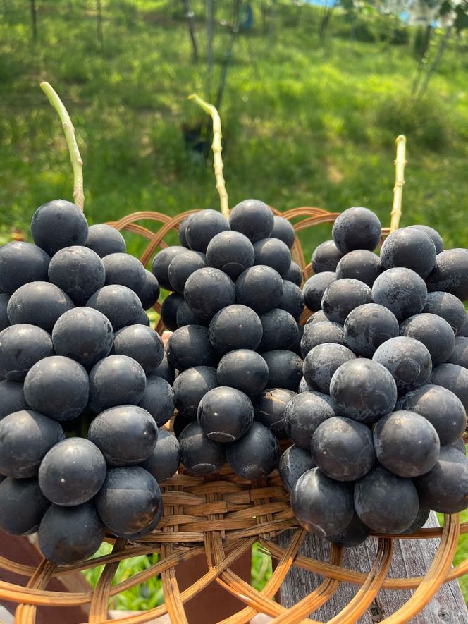 ［先行予約］和歌山 有田産 種なし BKシードレス 約1kg 2～3房 ［2026年8月下旬より順次発送予定］ DU05