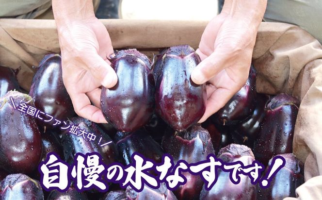 005A759o 【お歳暮対応】泉州 泉佐野市産 ハウス水なす 6個【茄子 泉佐野産 とれたて 新鮮野菜 やさい 高評価】