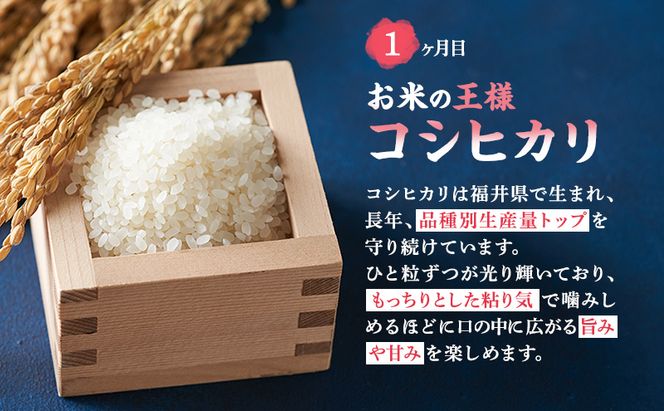 米 定期便 3ヶ月 農賊王のお宝分け 10kg 高島屋選定品 コシヒカリ こしひかり あきさかり イクヒカリ お米 おこめ こめ コメ 白米 精米 ご飯 ごはん 福井県 福井 3回 お楽しみ 
