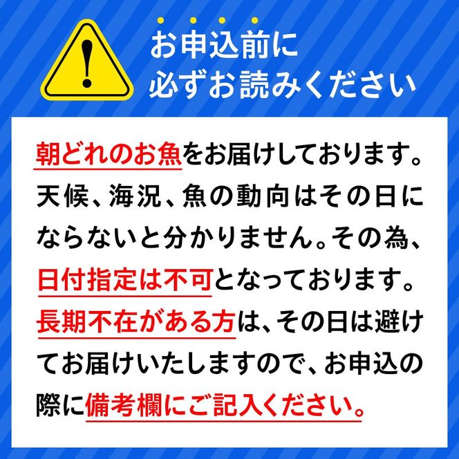【単月お届け】大和海商の朝どれ鮮魚直送便　2.5kg N072-YZA2226