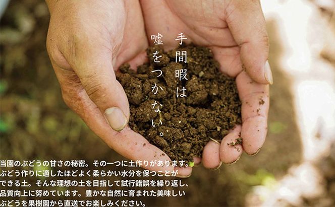 厳選 シャインマスカット・ニューピオーネ 2～3房 合計1.5kg以上 詰合せ 産地直送 朝採れ ぶどう 葡萄 Kawahara Green Farm 岡山県産 2026年 先行予約