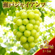 瀬戸ジャイアンツ 約2kg 3～5房 ぶどう 葡萄 フルーツ 岡山 高梁市産 2026年 先行予約 果物類 果物 