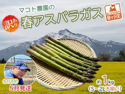 アスパラガス 先行予約 春アスパラガス 約1kg 約35本前後 S～2L 訳あり 不揃い マコト農園 規格外 アスパラ グリーンアスパラ 野菜 春 旬 旬の野菜 産地直送 2026年 2026 予約 青森 冷蔵配送 5月6月発送