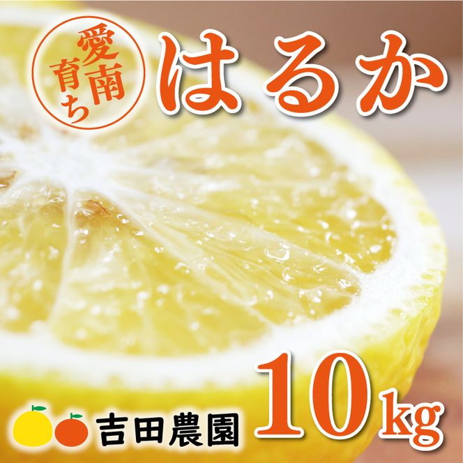 数量限定 順次発送 はるか 10kg 18000円 みかん mikan 蜜柑 ミカン 国産 産地直送 農家直送 期間限定 特産品 ゼリー ジュース アイス 等に 人気 限定 フルーツ 果物 柑橘 甘い おいしい ジューシー お取り寄せ ギフト プレゼント サイズ ミックス 吉田農園 愛南町 愛媛県
