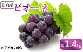 ぶどう ピオーネ 朝倉産 約1.4kg 配送不可 離島 果物 フルーツ 