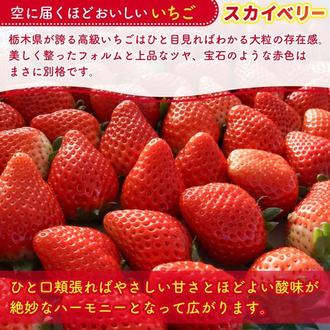 【2027年1月発送開始】【先行予約】【数量限定】大粒プレミアムいちご スカイベリー 12粒 (約400g) | 栃木県 ふるさと納税 高級いちご 贈答用 イチゴ 苺 果物 フルーツ スカイベリー 熟成 大粒いちご こだわり (DS004)