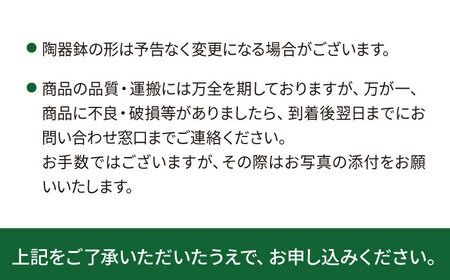 吊るして オシャレ 『 コウモリラン 苔玉 』 糸島市 / cocoha 観葉植物 室内 [AWB004] 観葉植物 緑 グリーン 吊り下げ インテリア コウモリラン ガーデニング