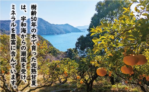数量限定 先行予約 訳あり 木成り 完熟 甘夏 15kg 10000円 樹齢 50年 みかん あまなつ 夏みかん グレープフルーツ だいだい 家庭用 事前 予約 受付 産地直送 国産 農家直送 糖度 果樹園 期間限定 特産品 ゼリー マーマレード ピール ジュース デザート 等に 人気 甘い おいしい フルーツ 果物 柑橘 蜜柑 規格外 減農薬 あいなん総合ファクトリー 愛南町 愛媛県