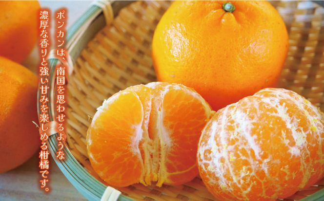 先行予約 訳あり ポンカン 5kg 7000円 ぽんかん みかん mikan 蜜柑 わけあり ミカン 家庭用 産地直送 国産 農家直送 防腐剤不使用 糖度 期間限定 数量限定 特産品 ゼリー ジュース アイス 人気 限定 甘い 果実 果肉 フルーツ 果物 柑橘 先行 事前 予約 受付 ビタミン 健康 美味しい おいしい ジューシー さわやか サイズ ミックス 八百みかん農園 愛南町 愛媛県