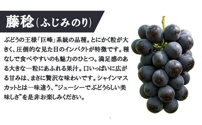 《圧倒的な大粒品種！》上級品をお得に 【藤稔（ふじみのり）】　1.0kg以上（2房）　【2026年発送分 先行予約】- FUJIKAWA GRAPES -