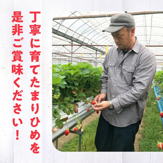 朝摘み 完熟 まりひめ いちご 約300g×2パック (合計約600g)_AB7334