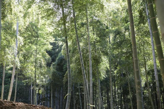 予約受付【筍農家】京都産 朝堀り たけのこ 優秀品 1KG（2-5本） [ 京都 筍専門店 たけのこ 朝掘り直送 新鮮 人気 おすすめ おいしい タケノコ 季節限定 お取り寄せ 通販 送料無料 ふるさと納税 ]	 261009_B-MF12