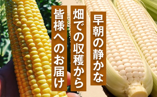 ［2027年発送 先行予約 夏の味覚］潮風ホワイト 2Lサイズ 10～12本 とうもろこし トウモロコシ 白 コーン とうもろこし BBQ 焼き肉 白浜町 304018_ET02