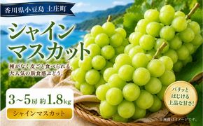 シャインマスカット  3～5房 約1.8kg マスカット フルーツ 果物 香川県 土庄町